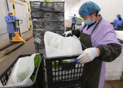 手动液压秋葵视频在线观看持续参与上海保供蔬菜搬运工作