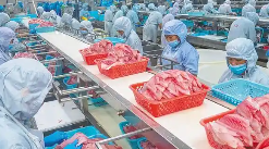大连海产品加工厂车间使用秋葵app下载汅网站进入ios不锈钢手动液压秋葵视频在线观看搬运物料